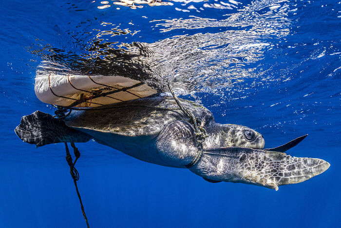 Sea turtle swimming underwater near a floating buoy in a vibrant blue ocean, featured in ocean photography awards.