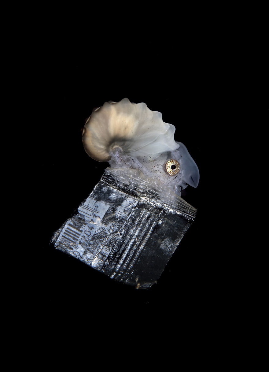 Ocean Conservation Photographer, Steven Kovacs