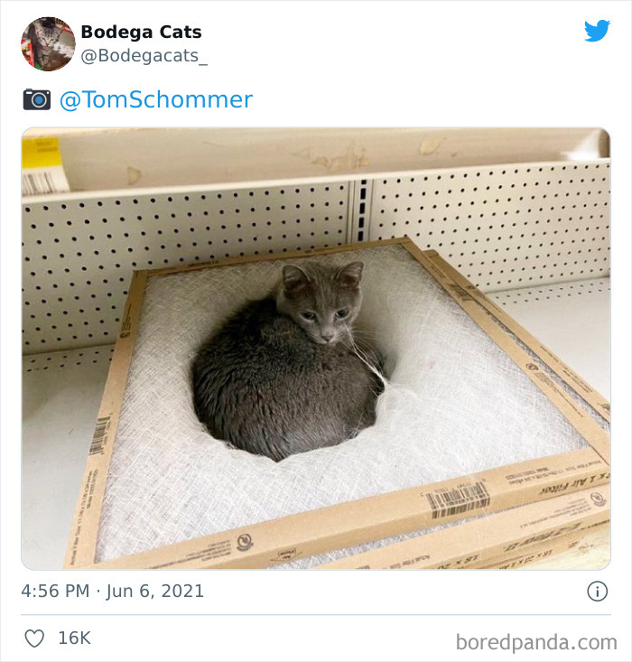 Cats-Store-Bodega-Pics