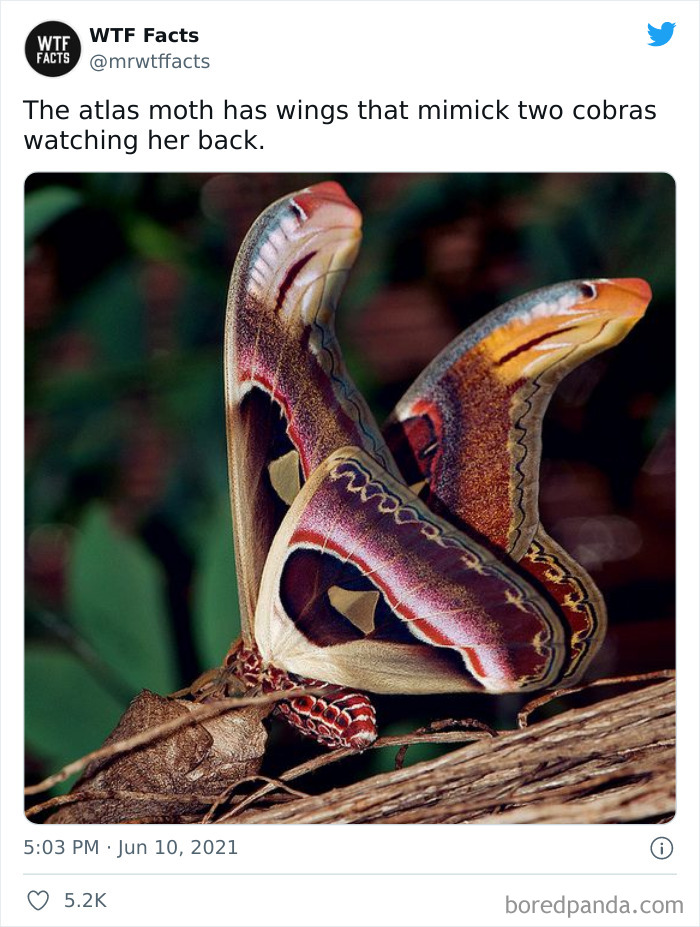 Daily-Weird-Interesting-Facts