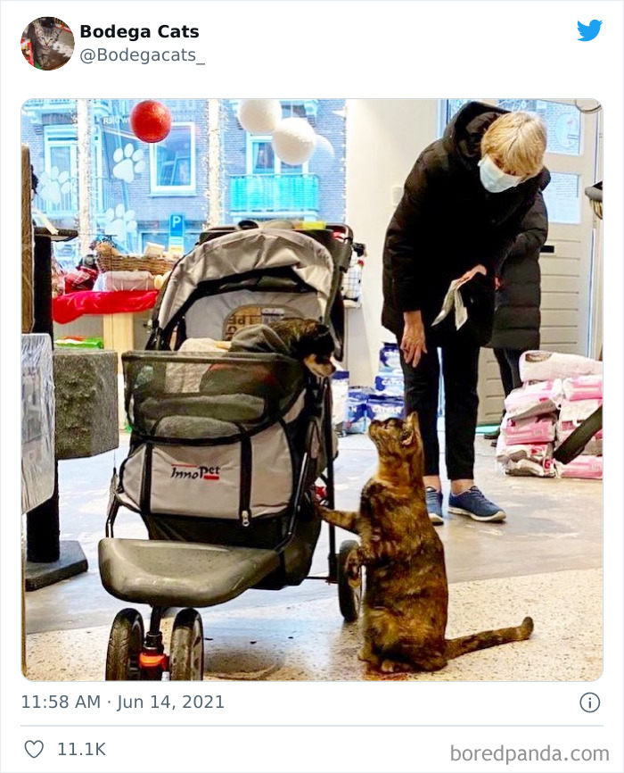 Cats-Store-Bodega-Pics