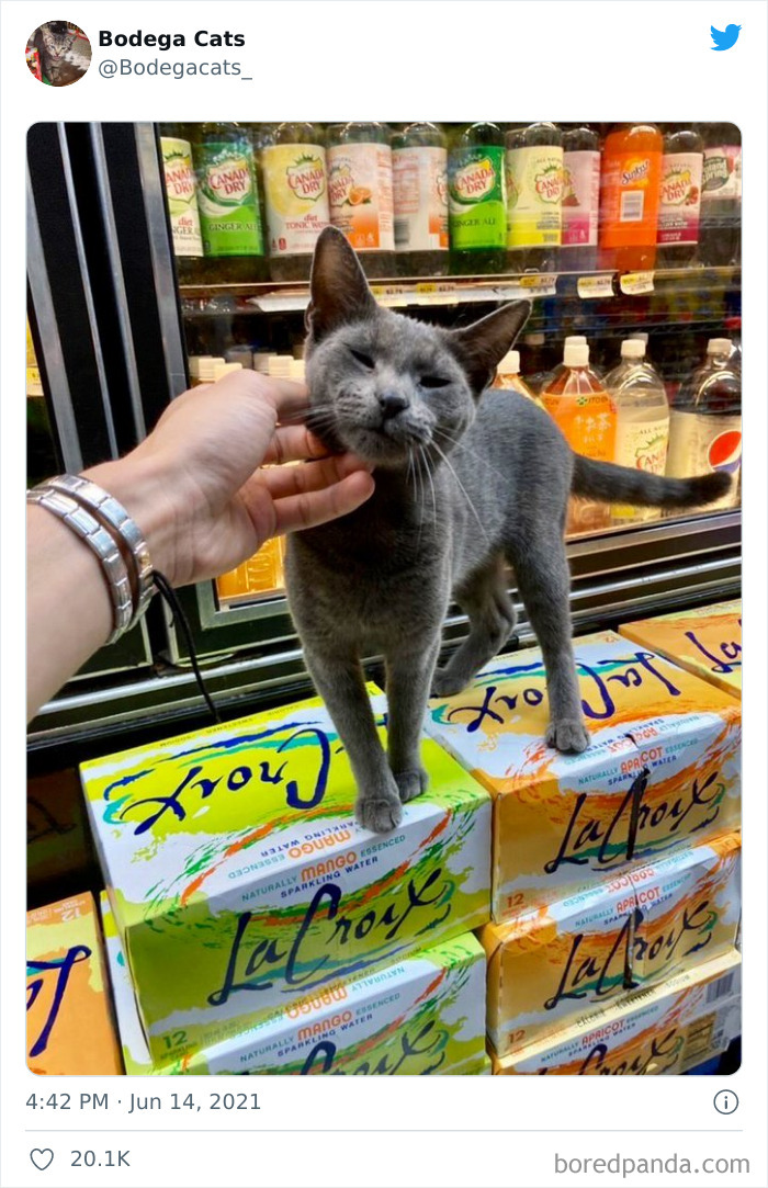Cats-Store-Bodega-Pics