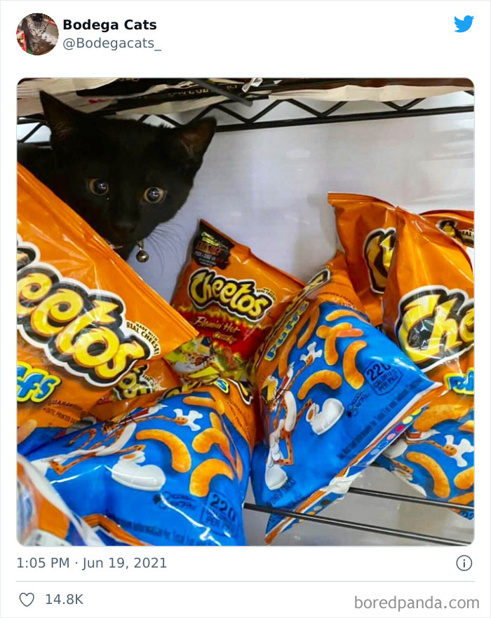 Cats-Store-Bodega-Pics