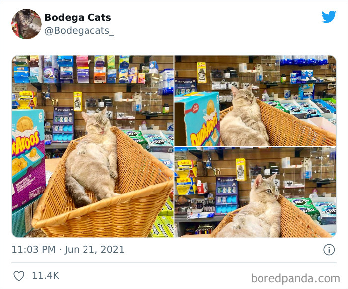 Cats-Store-Bodega-Pics