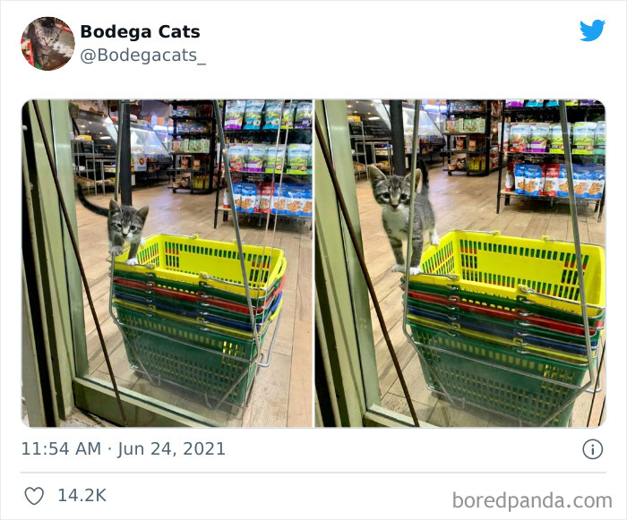 Cats-Store-Bodega-Pics