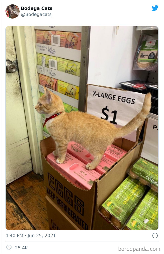 Cats-Store-Bodega-Pics