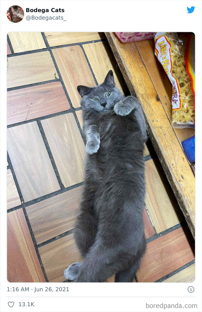 Cats-Store-Bodega-Pics