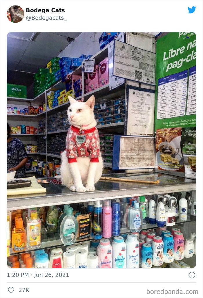Cats-Store-Bodega-Pics