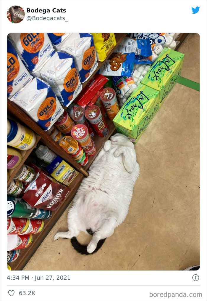 Cats-Store-Bodega-Pics