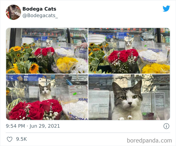 Cats-Store-Bodega-Pics