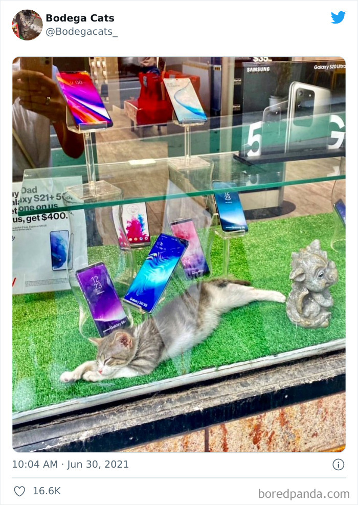 Cats-Store-Bodega-Pics