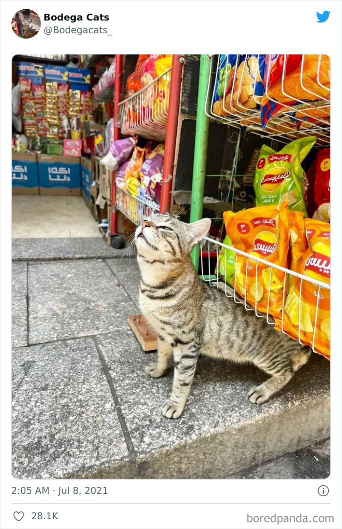 Cats-Store-Bodega-Pics