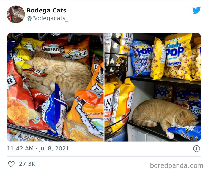 Cats-Store-Bodega-Pics