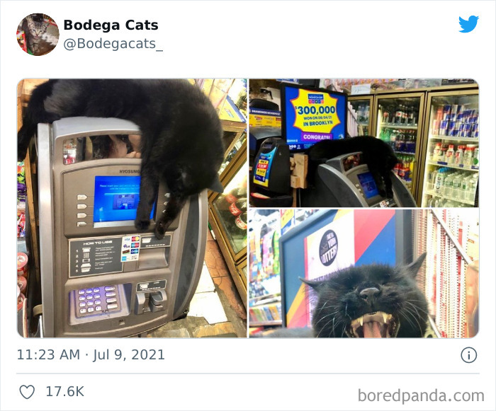 Cats-Store-Bodega-Pics