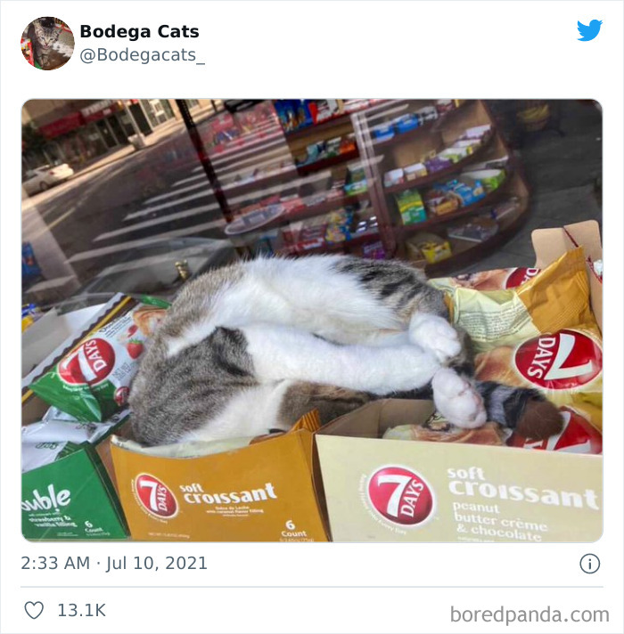 Cats-Store-Bodega-Pics
