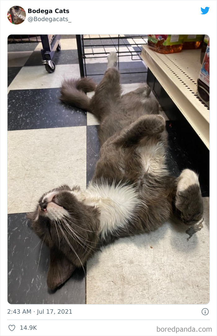 Cats-Store-Bodega-Pics