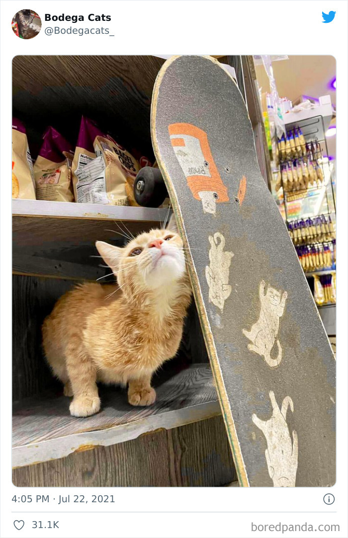 Cats-Store-Bodega-Pics