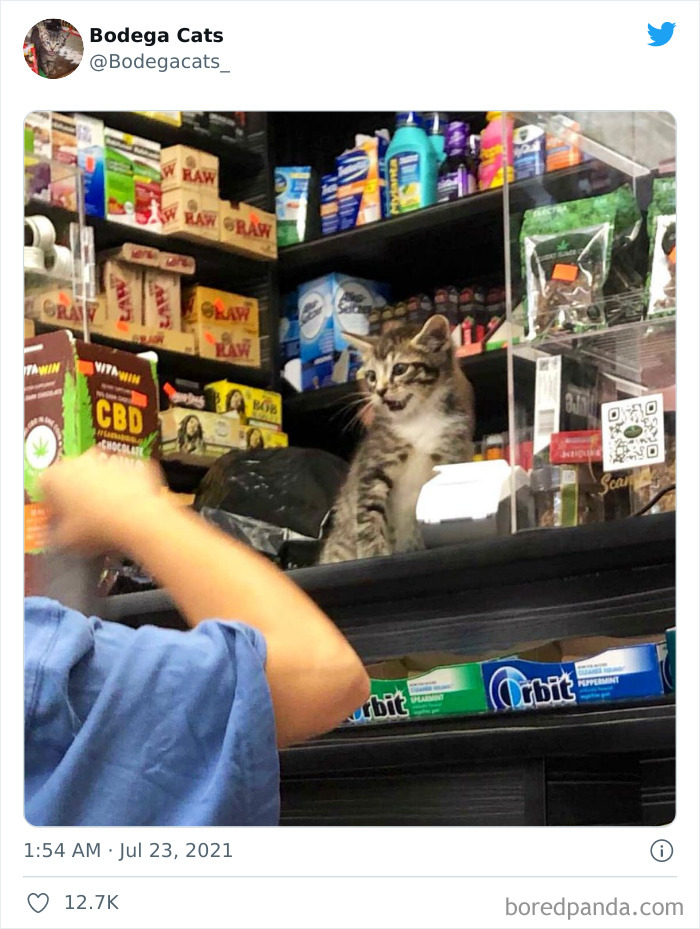 Cats-Store-Bodega-Pics