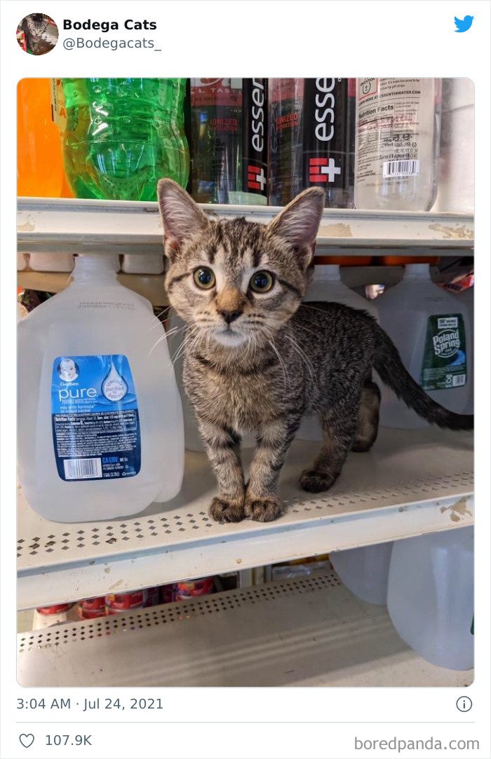 Cats-Store-Bodega-Pics