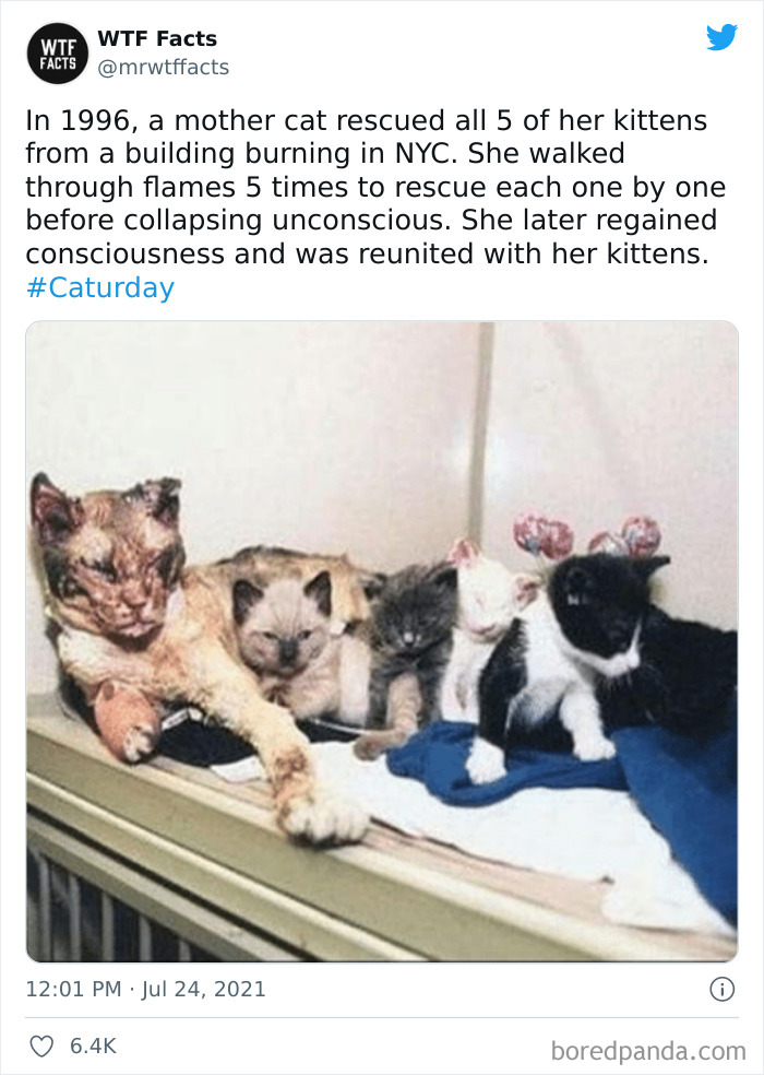 Daily-Weird-Interesting-Facts