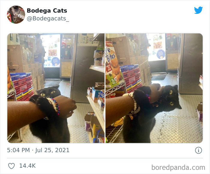 Cats-Store-Bodega-Pics