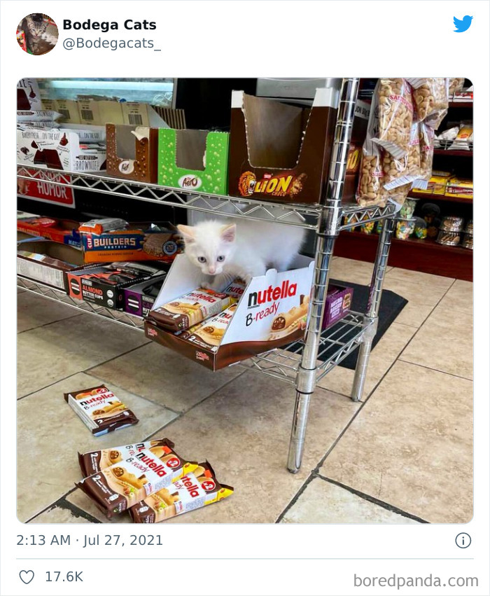 Cats-Store-Bodega-Pics