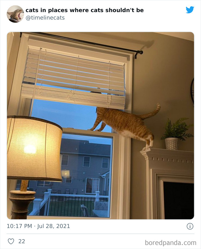 Owners-Share-Weirdest-Places-Cats-End-Up