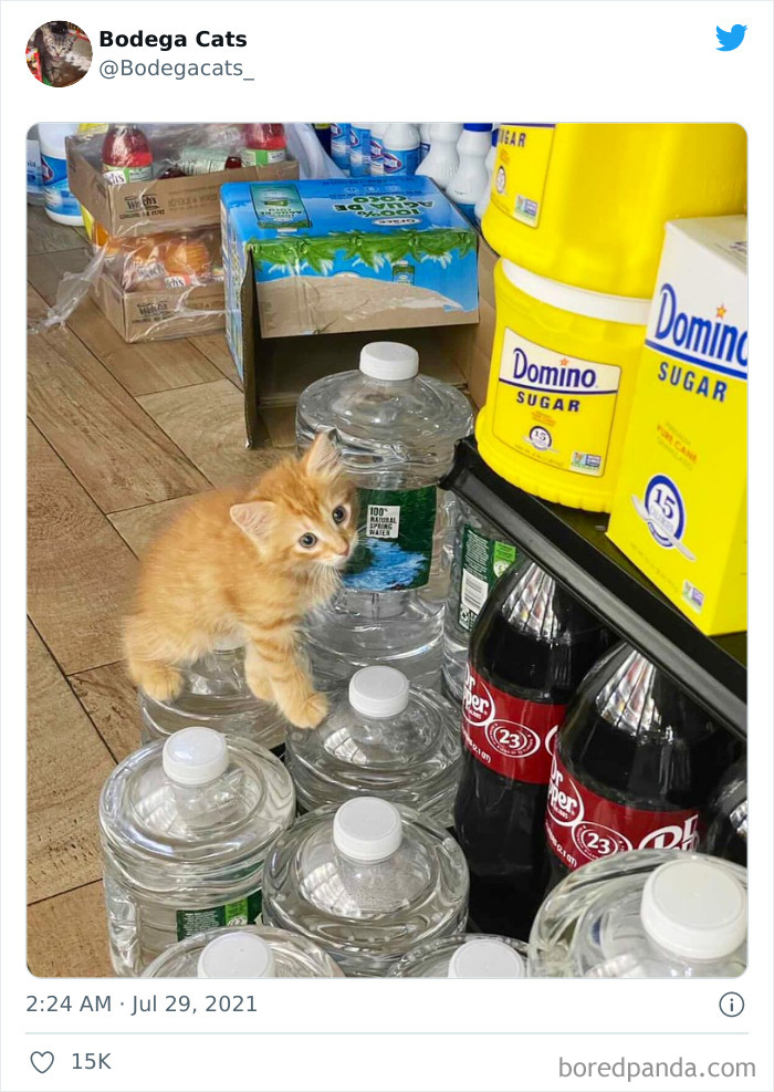Cats-Store-Bodega-Pics