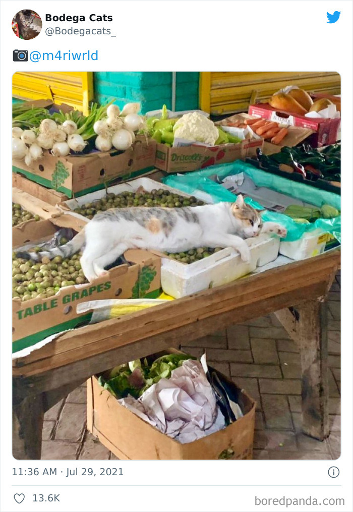 Cats-Store-Bodega-Pics