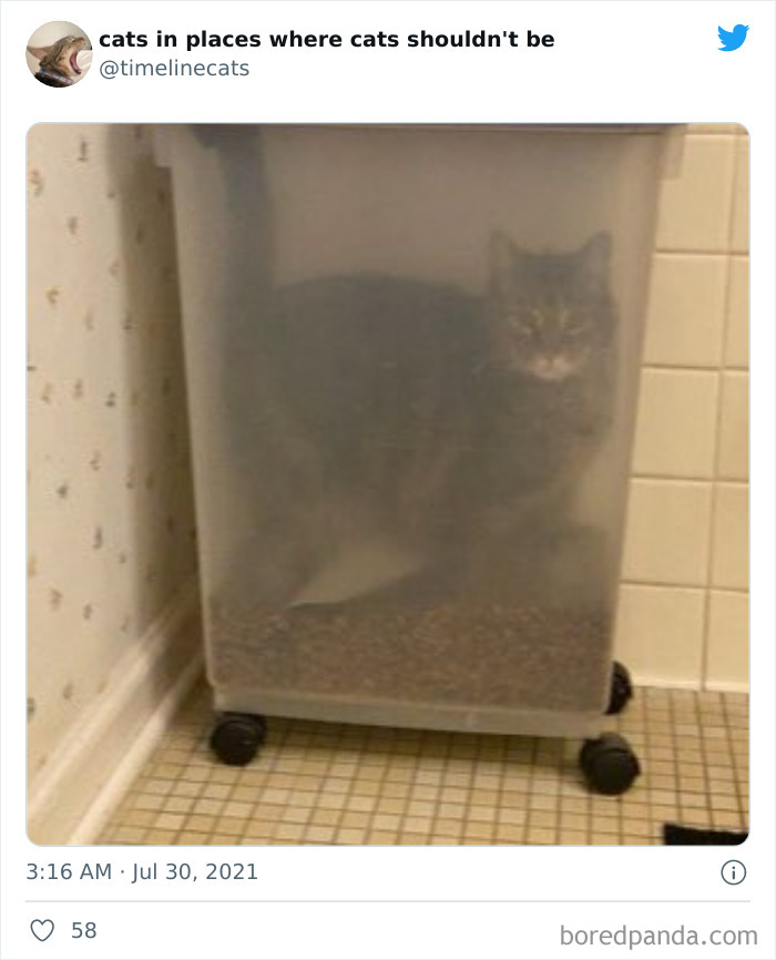 Owners-Share-Weirdest-Places-Cats-End-Up