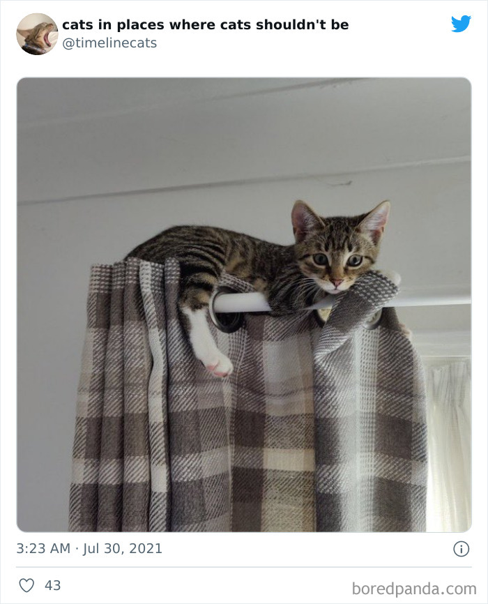 Owners-Share-Weirdest-Places-Cats-End-Up