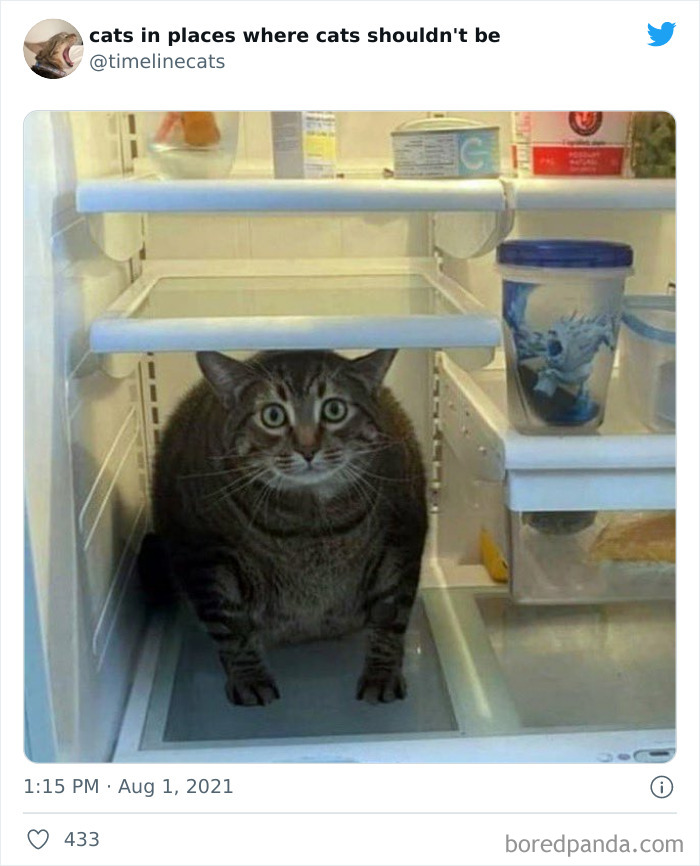 Owners-Share-Weirdest-Places-Cats-End-Up