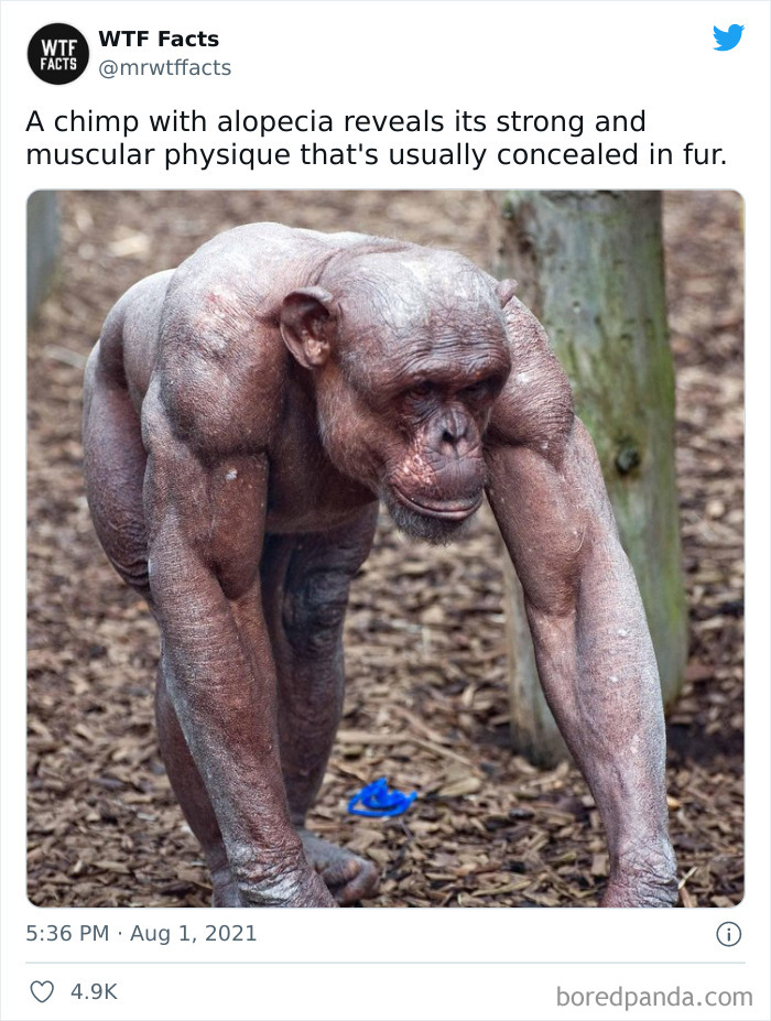 Daily-Weird-Interesting-Facts