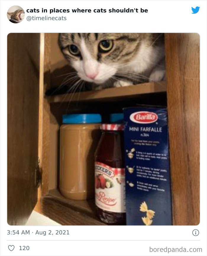 Owners-Share-Weirdest-Places-Cats-End-Up