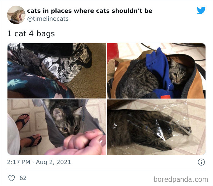 Owners-Share-Weirdest-Places-Cats-End-Up