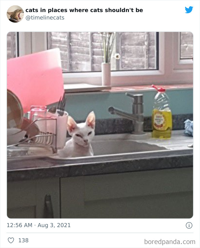 Owners-Share-Weirdest-Places-Cats-End-Up