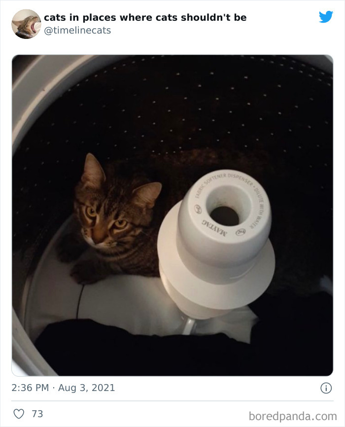 Owners-Share-Weirdest-Places-Cats-End-Up