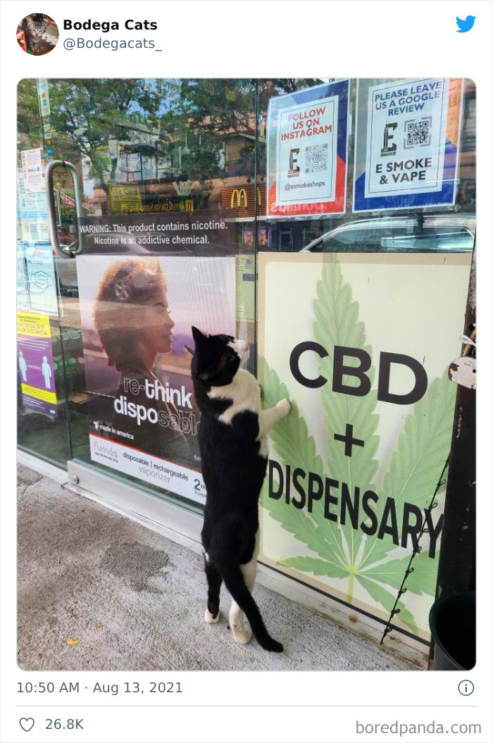 Cats-Store-Bodega-Pics