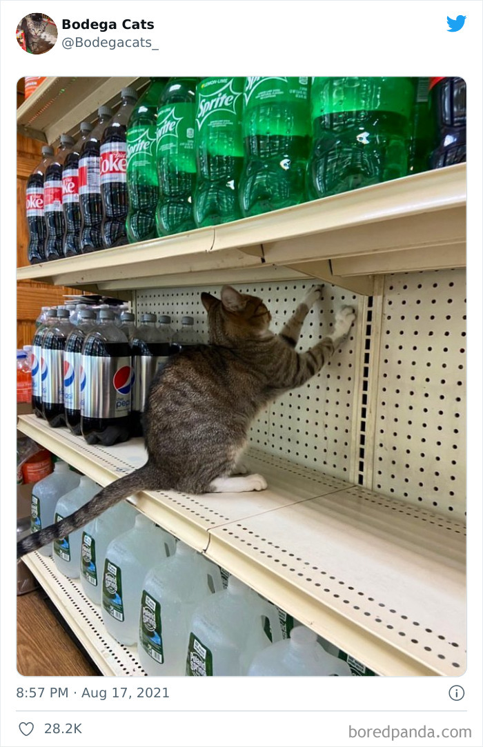 Cats-Store-Bodega-Pics