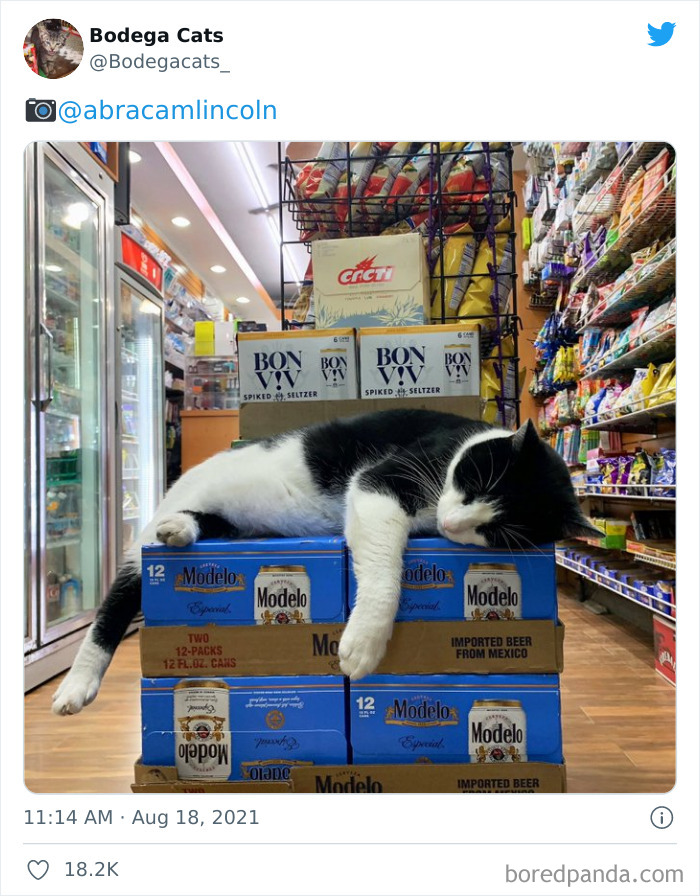 Cats-Store-Bodega-Pics