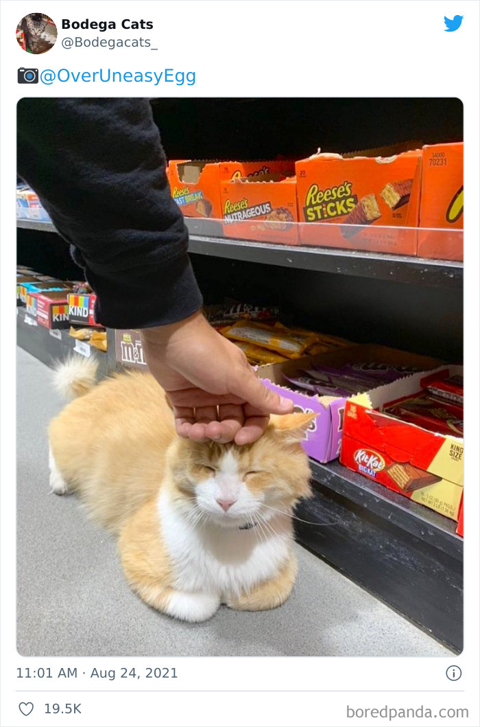 Cats-Store-Bodega-Pics