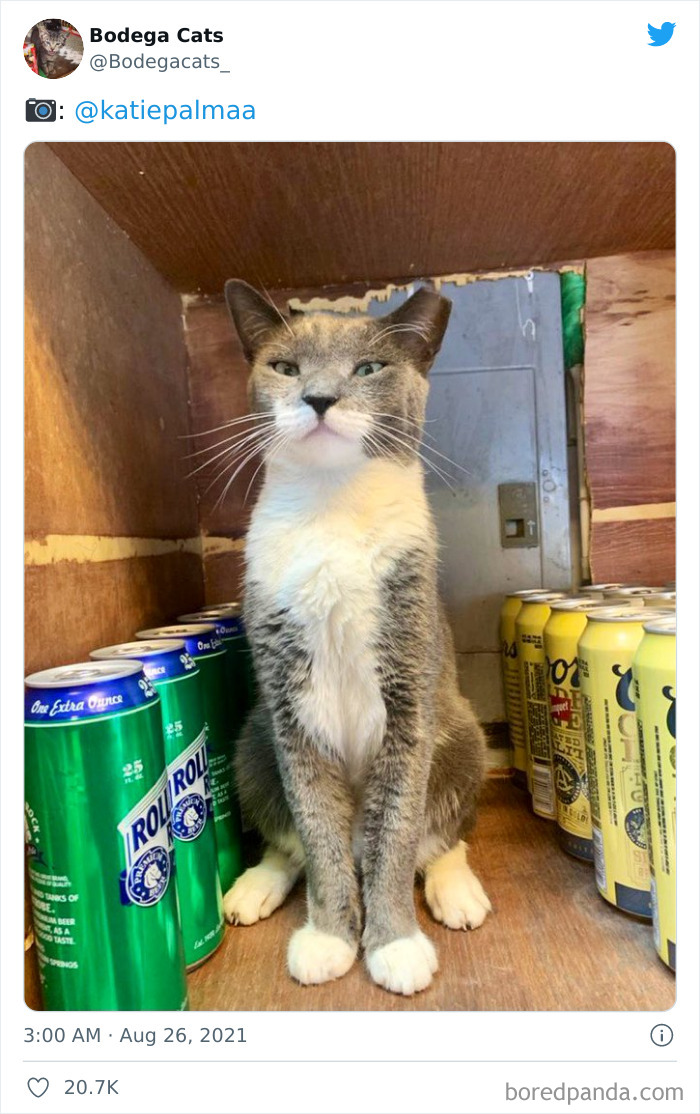 Cats-Store-Bodega-Pics