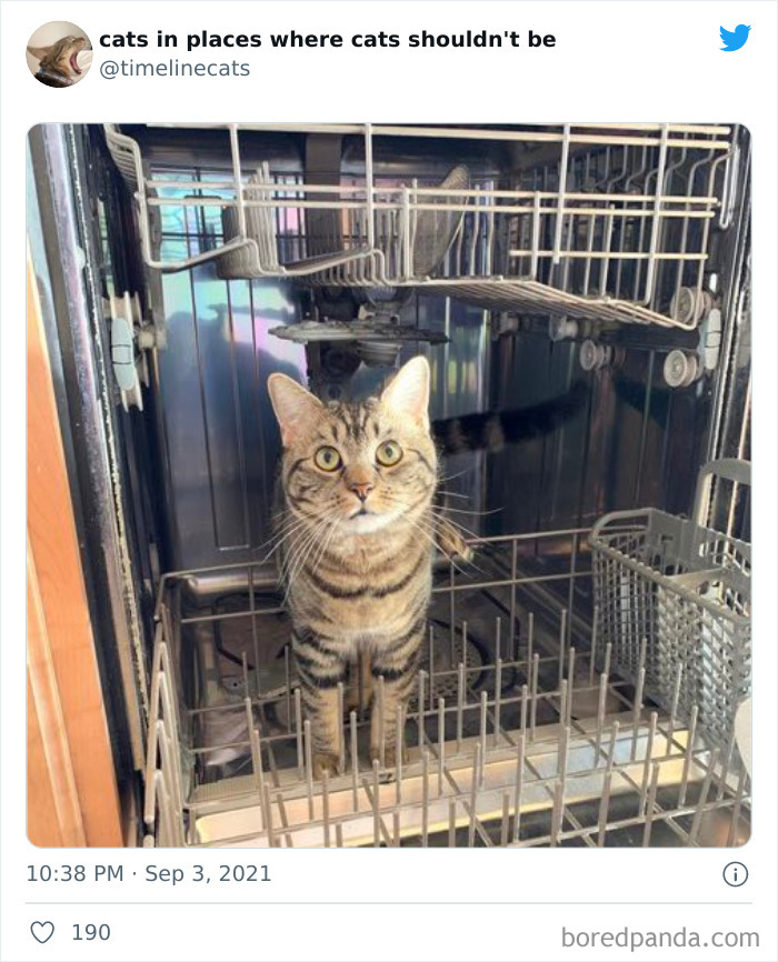 Owners-Share-Weirdest-Places-Cats-End-Up