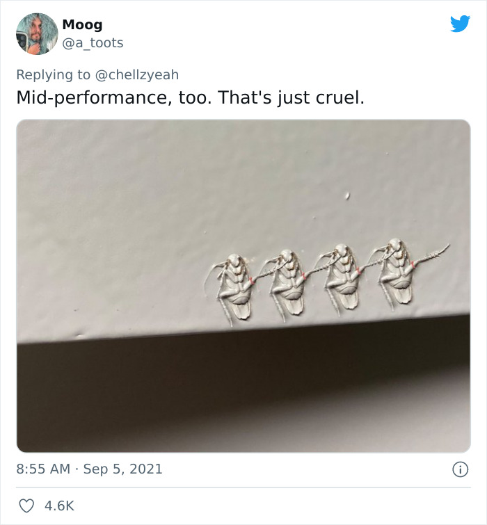 Meme-Of-Roach-Painted-Over-By-Landlord