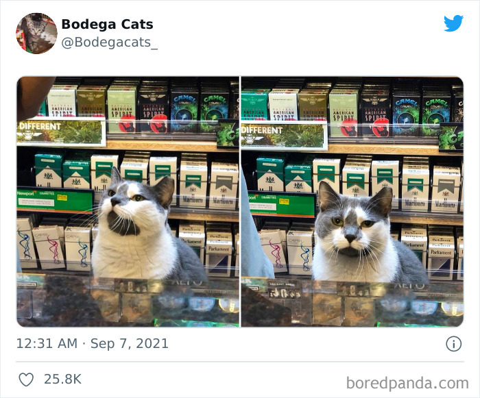 Cats-Store-Bodega-Pics