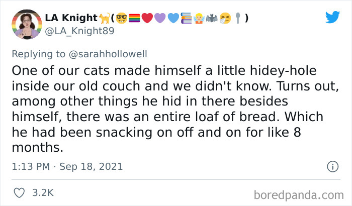 Owners-Share-Weirdest-Places-Cats-End-Up