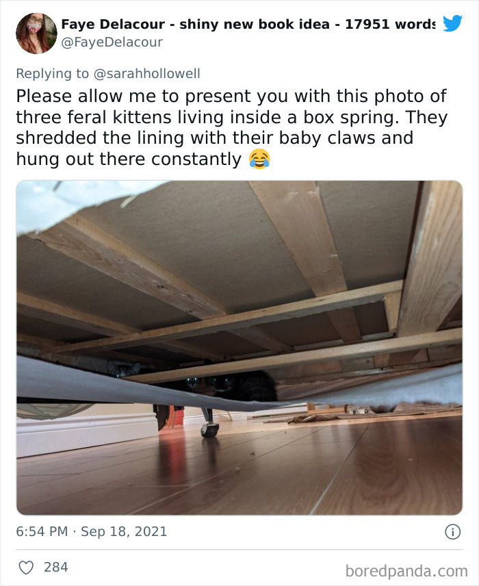 Owners-Share-Weirdest-Places-Cats-End-Up