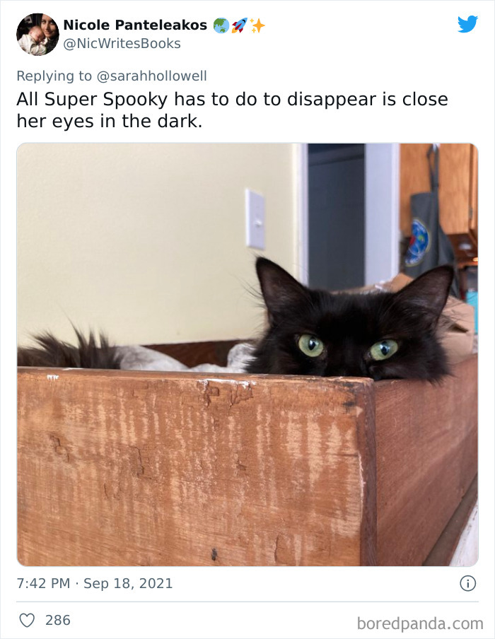 Owners-Share-Weirdest-Places-Cats-End-Up