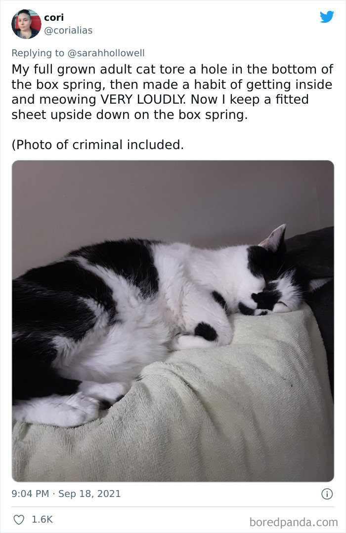 Owners-Share-Weirdest-Places-Cats-End-Up