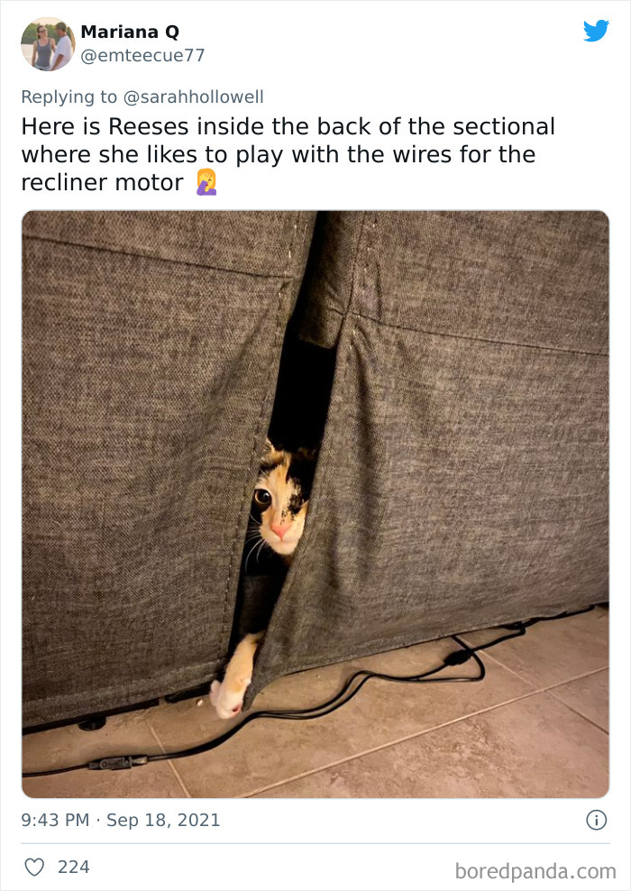 Owners-Share-Weirdest-Places-Cats-End-Up